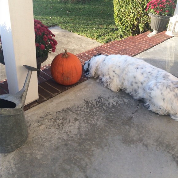 Meet your Posher, Emily - Picture 1 of 1